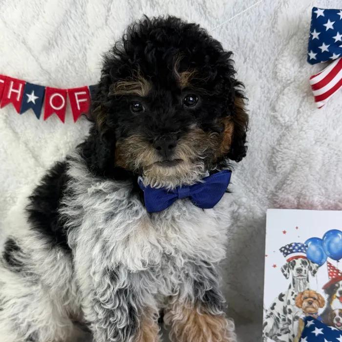 Male Mini Poodle puppy named Theo for sale at Puppy Dreams - Garland.