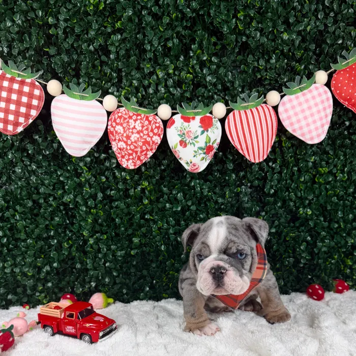 Male English Bulldog puppy named Tank for sale at Puppy Dreams - Garland.