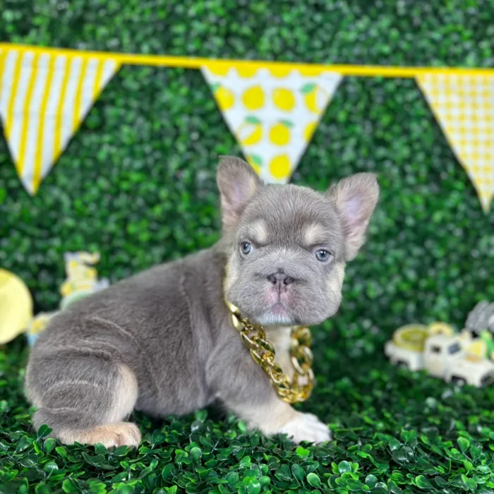 Male Fluffy French Bulldog puppy named Odin for sale at Puppy Dreams - North Richland Hills.