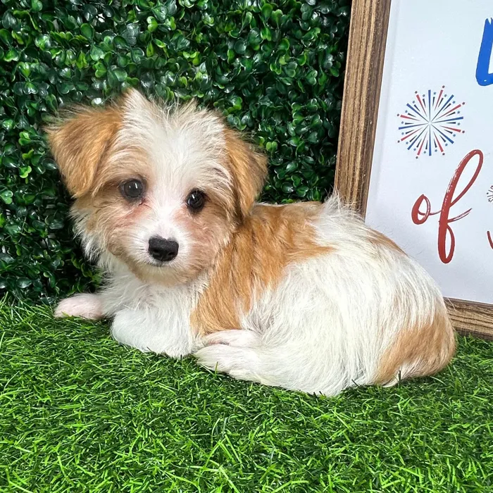 Male Morkie puppy named *Stripes* for sale at Puppy Dreams - Mansfield.