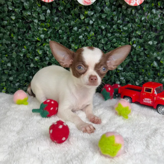 Female Chihuahua puppy named Jazzy for sale at Puppy Dreams - Garland.