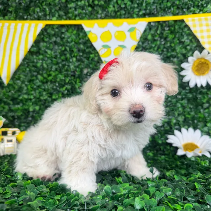 Female Maltipoo puppy named Cindy for sale at Puppy Dreams - North Richland Hills.