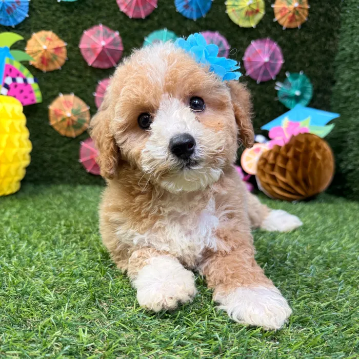 Female Bichon-Poodle puppy named Rose for sale at Puppy Dreams - Carrollton.