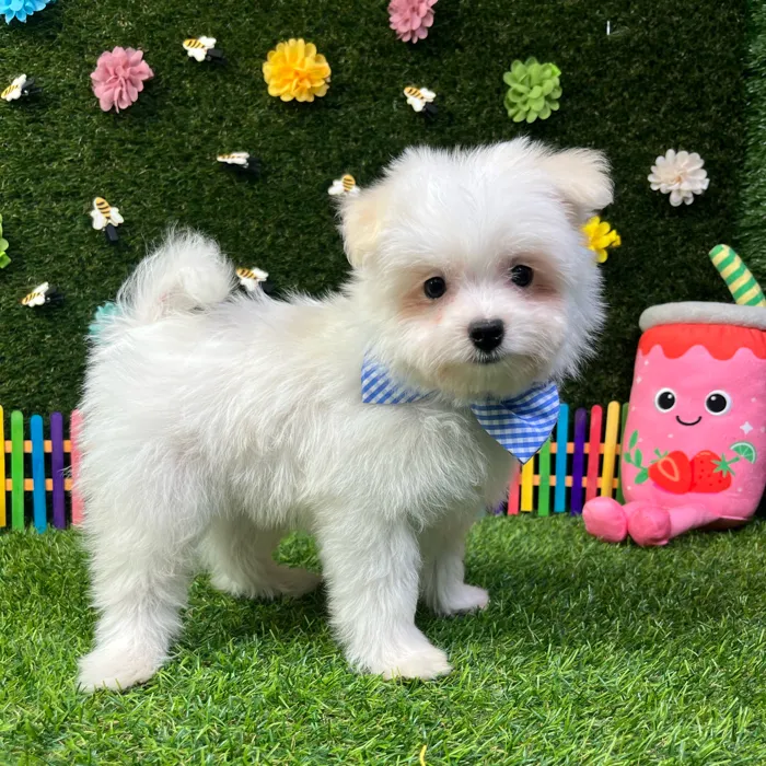 Male Pomachon puppy named Puff for sale at Puppy Dreams - Carrollton.