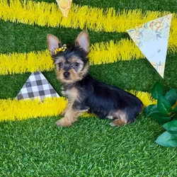 Female Yorkie puppy named Jeanne for sale at Puppy Dreams - Arlington.