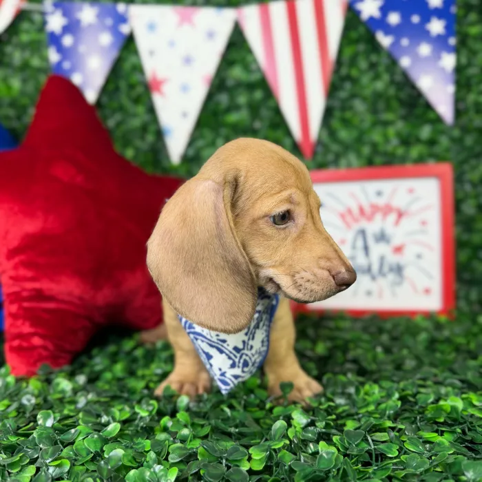 Male Dachshund puppy named Timmy for sale at Puppy Dreams - North Richland Hills.