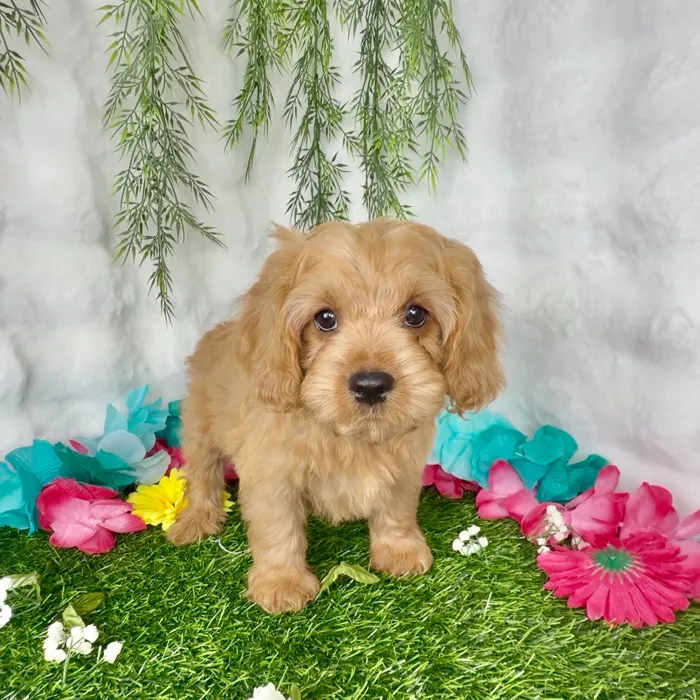 Male Cavapoo puppy named Lasso for sale at Puppy Dreams - Denton.