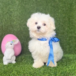 car_main_img_/media/ap_media/pets/CWORYYXNLPJH118949.webp.250x250_q85.webp