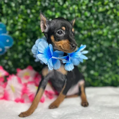 Female Min Pin puppy named *Dandelion* for sale at Puppy Dreams - Mansfield.