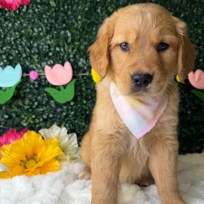 Female Golden Retriever puppy named Sunshine for sale at Puppy Dreams - Garland.