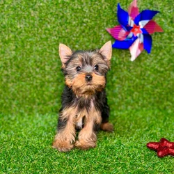 car_main_img_/media/ap_media/pets/CXUZSIWGAUHK127907.webp.250x250_q85.webp