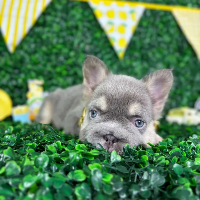 Male Fluffy French Bulldog puppy named Odin for sale at Puppy Dreams - North Richland Hills.
