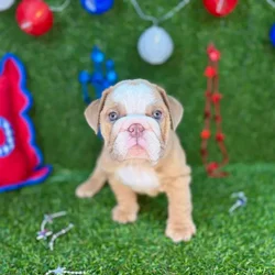 Female English Bulldog puppy named Rolls for sale at Puppy Dreams - Arlington.
