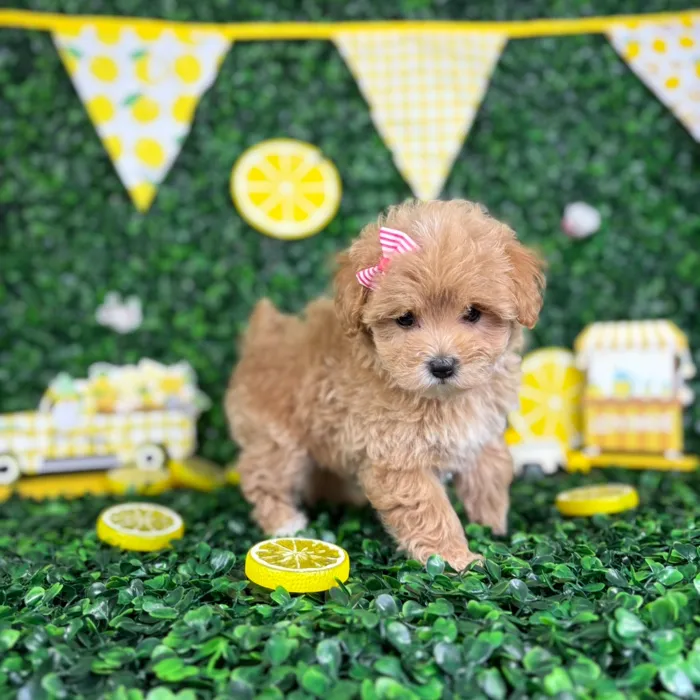 Female Maltipoo puppy named Amy for sale at Puppy Dreams - North Richland Hills.