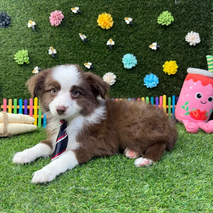 Male Mini Aussie puppy named Max for sale at Puppy Dreams - Carrollton.