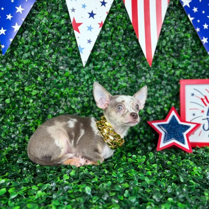 Male Chihuahua puppy named Polo for sale at Puppy Dreams - North Richland Hills.