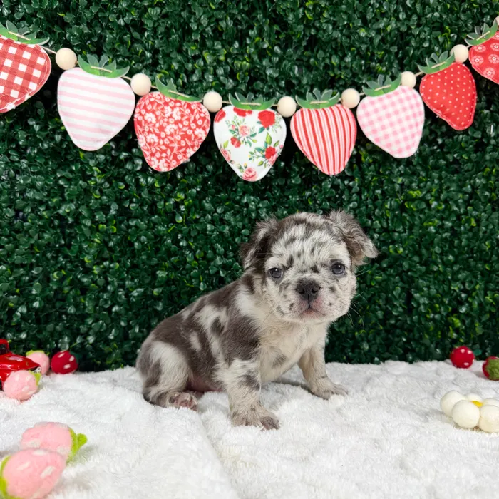 Male Fluffy French Bulldog puppy named Thunder for sale at Puppy Dreams - Garland.
