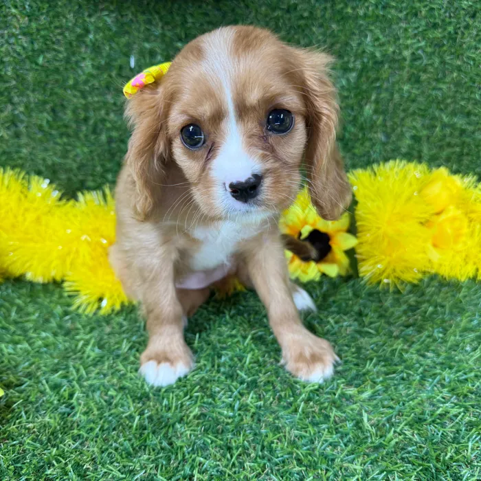 Female Cavalier King Charles Spaniel puppy for sale at Puppy Dreams - Arlington.