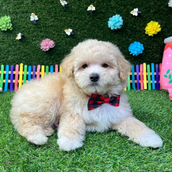 Male Maltipoo puppy named Bentley for sale at Puppy Dreams - Carrollton.