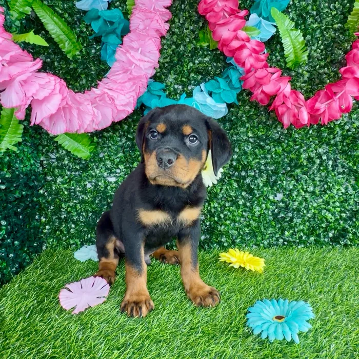 Male Rottweiler puppy named Brad Pitt for sale at Puppy Dreams - Denton.