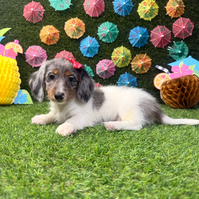 Female Dachshund puppy named Clover for sale at Puppy Dreams - Carrollton.