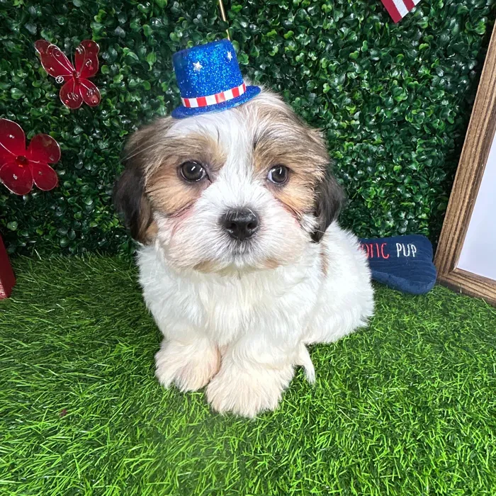Male Shorkie puppy named *Fizz* for sale at Puppy Dreams - Mansfield.