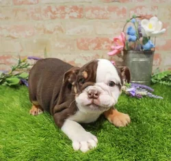 Female Hybrid puppy for sale at Puppy Dreams - Arlington.