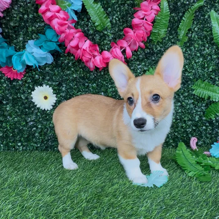 Female Pembroke Welsh Corgi puppy named Weasel for sale at Puppy Dreams - Denton.