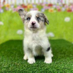 car_main_img_/media/ap_media/pets/DEBZSBCMIALF132248.webp.250x250_q85.webp