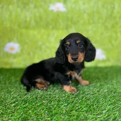 car_main_img_/media/ap_media/pets/DGENNTVRNMBO137589.webp.250x250_q85.webp