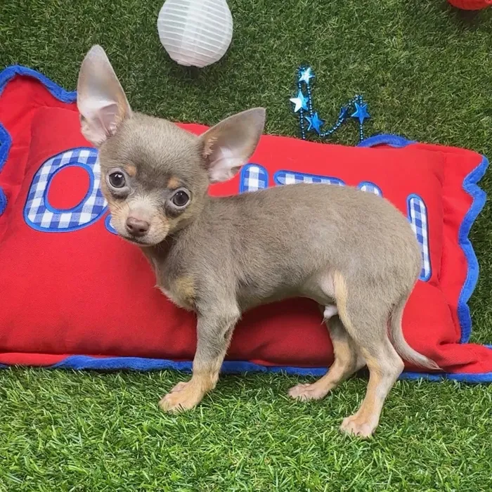 Male Chihuahua puppy named Ziggy for sale at Puppy Dreams - Arlington.