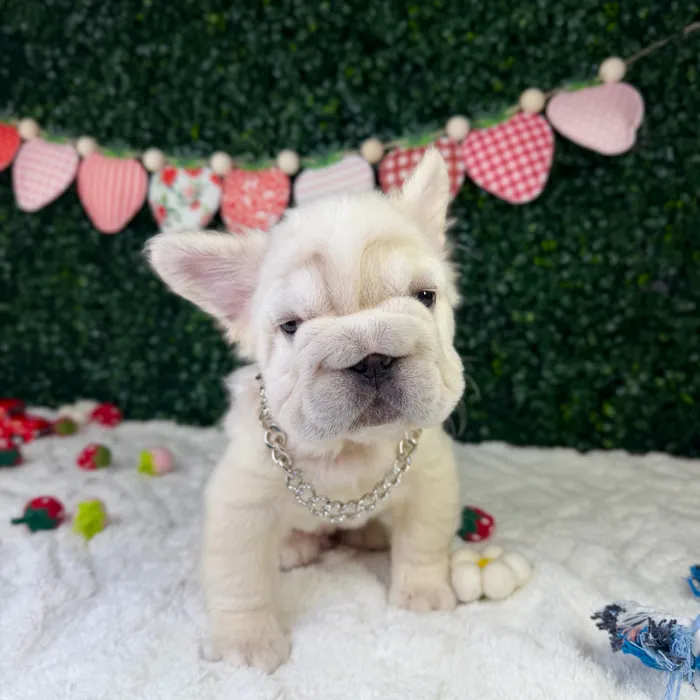 Male Fluffy French Bulldog puppy named Mr. Rabbit for sale at Puppy Dreams - Garland.
