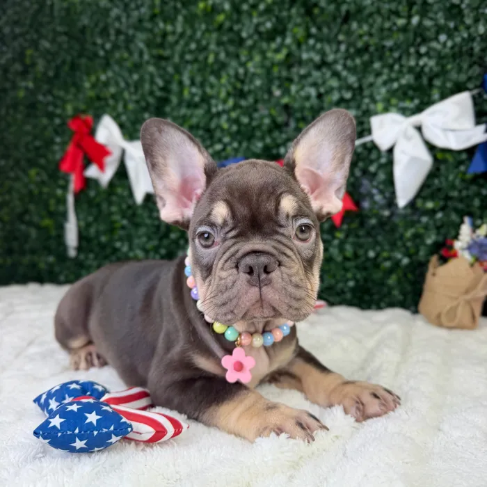 Female French Bulldog puppy named Nova for sale at Puppy Dreams - Garland.