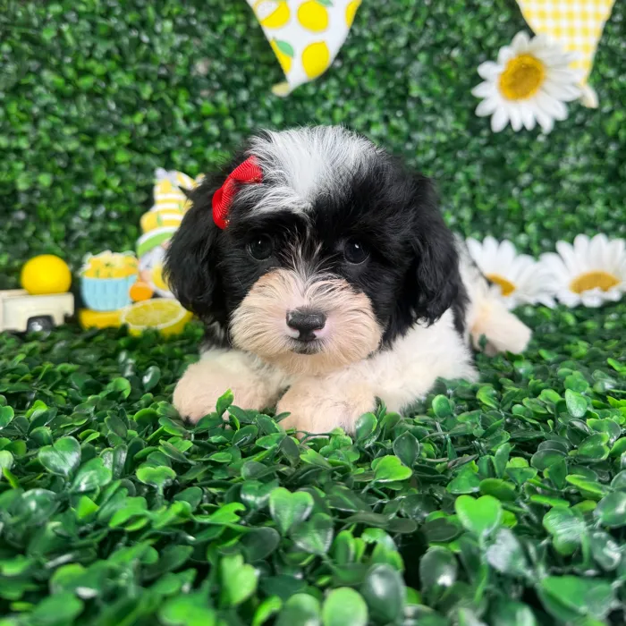 Female Shipoo puppy named Bella for sale at Puppy Dreams - North Richland Hills.