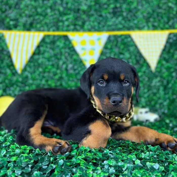 Male Rottweiler puppy named Roko for sale at Puppy Dreams - North Richland Hills.