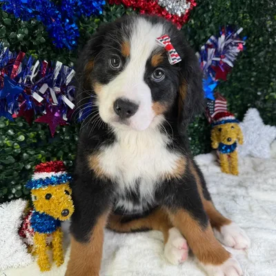 Female Bernese Mountain Dog puppy named Skye for sale at Puppy Dreams - Garland.