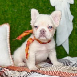 car_main_img_/media/ap_media/pets/DKIUZNANSRRU136605.webp.250x250_q85.webp