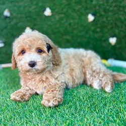 car_main_img_/media/ap_media/pets/DKONYVGPCXYI126198.webp.250x250_q85.webp