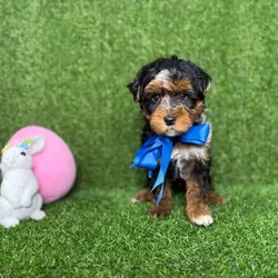 car_main_img_/media/ap_media/pets/DKQIZVZJEITE118171.webp.250x250_q85.webp