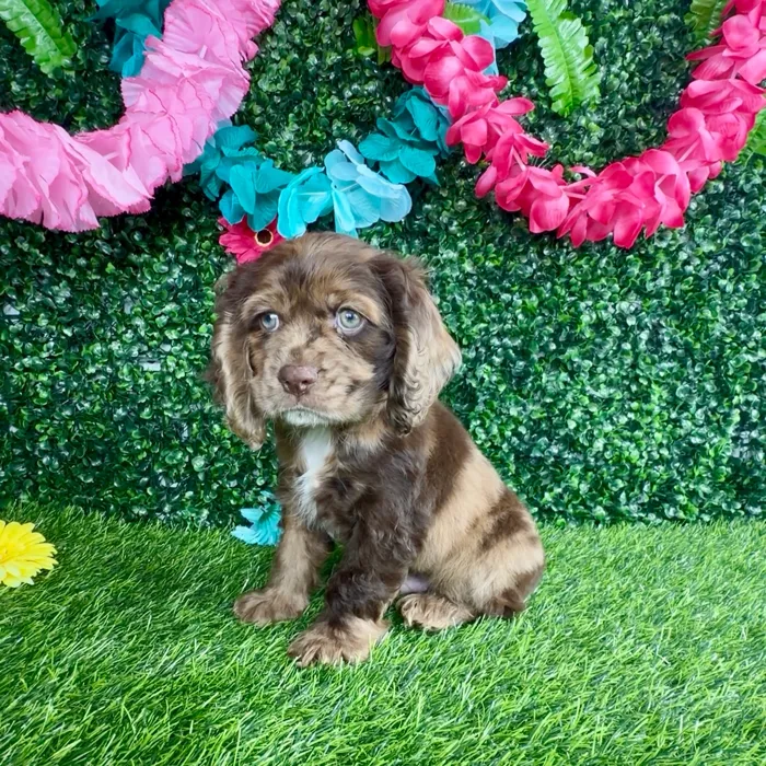 Male Cocker Spaniel puppy named Chicken Biscuit for sale at Puppy Dreams - Denton.
