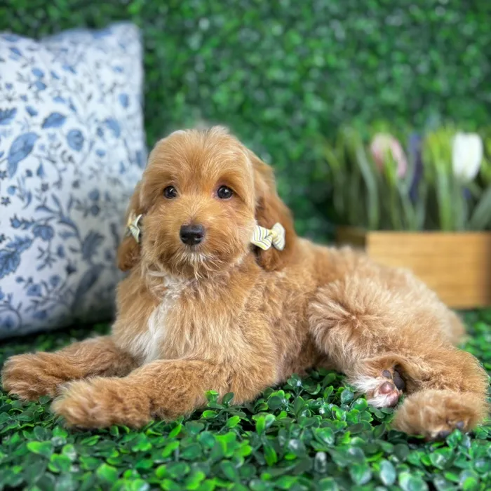 Female Mini Goldendoodle puppy named Rory for sale at Puppy Dreams - North Richland Hills.