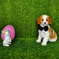 car_main_img_/media/ap_media/pets/DMGJVZJSPBGF118143.webp.250x250_q85.webp