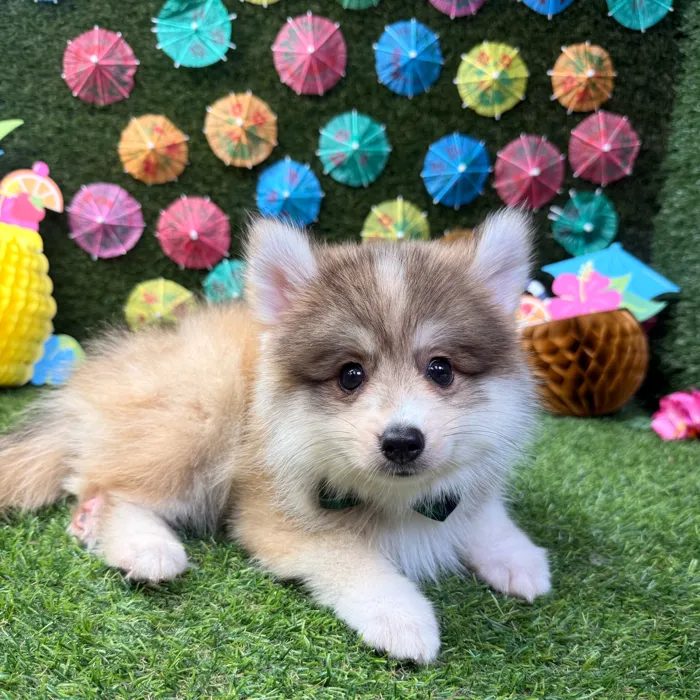 Male Pomsky puppy named Bear for sale at Puppy Dreams - Carrollton.