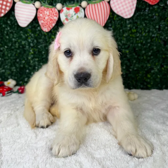 Female Golden Retriever puppy named Ruby for sale at Puppy Dreams - Garland.