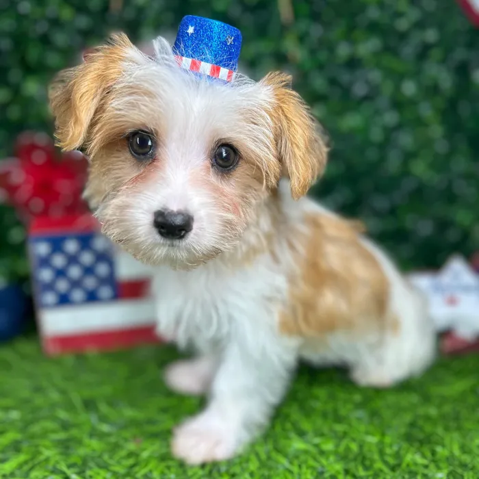 Male Morkie puppy named *Stripes* for sale at Puppy Dreams - Mansfield.