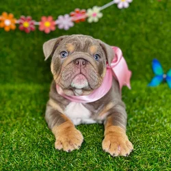 car_main_img_/media/ap_media/pets/DNAQIVQBOVVE126037.webp.250x250_q85.webp