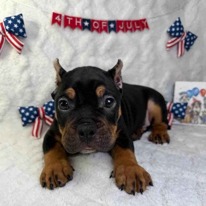 Male American Bully puppy named Legend for sale at Puppy Dreams - Garland.