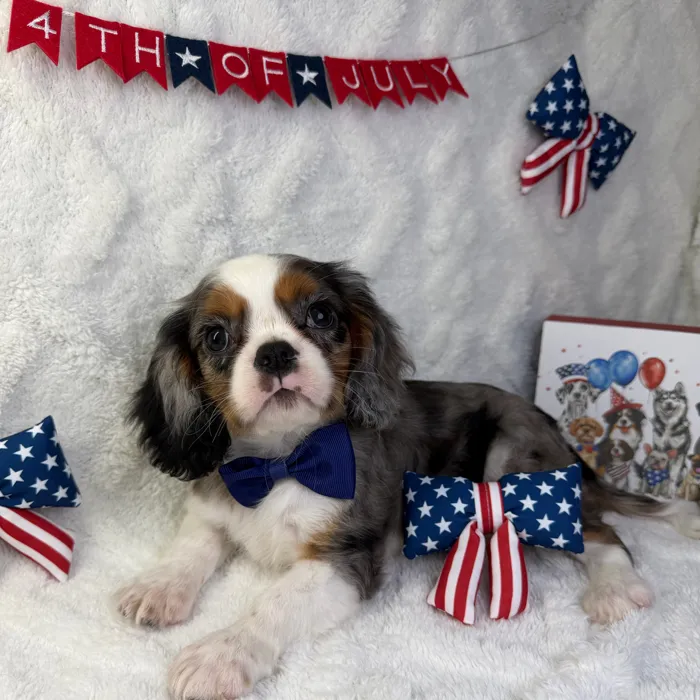 Male Cavalier King Charles Spaniel puppy named Cooper for sale at Puppy Dreams - Garland.