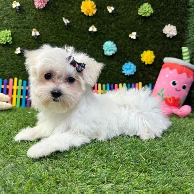 Female Maltese puppy named Bella for sale at Puppy Dreams - Carrollton.