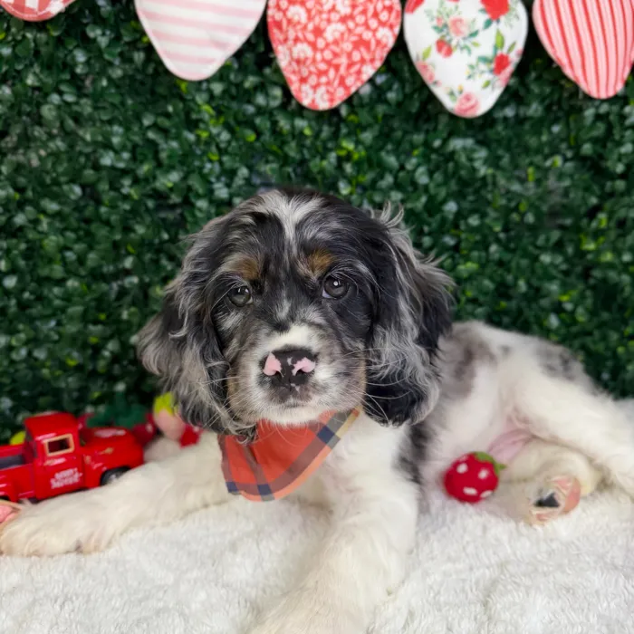 Male Cocker Spaniel puppy named Clover for sale at Puppy Dreams - Garland.